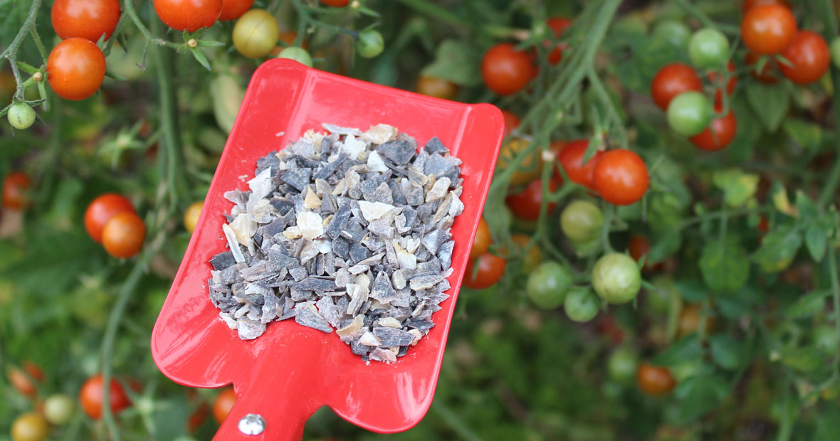 engrais pour tomate